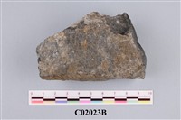 藏品(古生代化石)的圖片